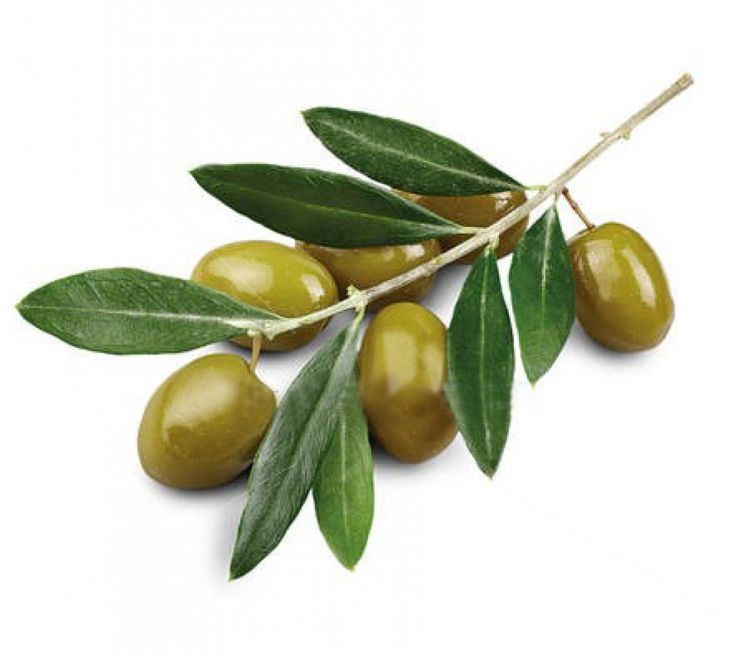 Листья оливы НСП | Olive Leaf NSP - Сайт дистрибьютора NSP